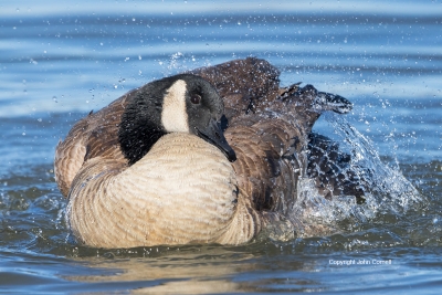 Bath;Bathing;Branta-canadensis;Canada-Goose;One;avifauna;bird;birds;color-image